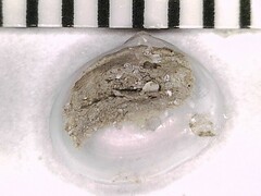 Abra aequalis
