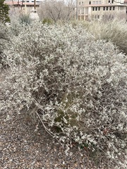Buddleja marrubiifolia