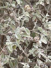 Buddleja marrubiifolia