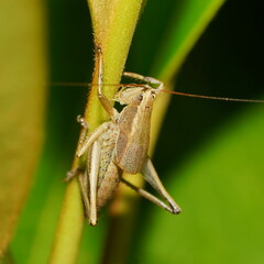 Requena baraya