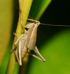 Requena baraya