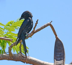 Dicrurus adsimilis fugax