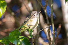 Vireo bellii