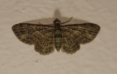 Chloroclystis mniochroa
