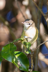 Vireo bellii