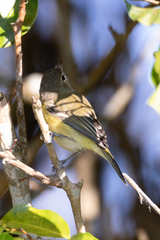 Vireo bellii
