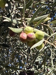 Olea europaea