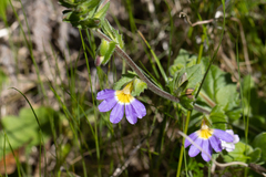 Scaevola microphylla