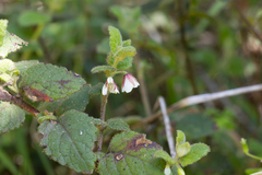Tremandra diffusa