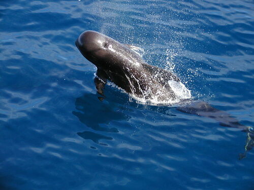 Photo of Short-finned pilot whale (Globicephala macrorhynchus)