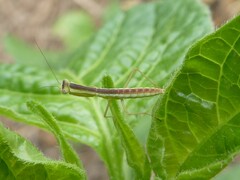 Orthodera