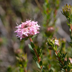Pimelea imbricata