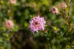 Pimelea imbricata