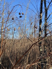 Cephalanthus occidentalis