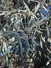 Olea europaea