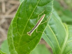 Orthodera