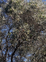 Olea europaea