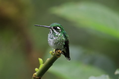Urosticte benjamini
