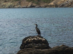 Gulosus aristotelis desmarestii