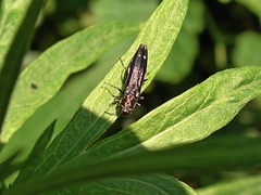 Agrilus obsoletoguttatus