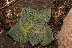 Ledebouria ovatifolia ovatifolia