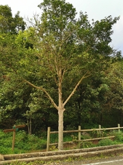Prunus lusitanica