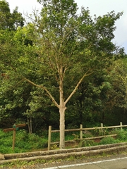 Prunus lusitanica
