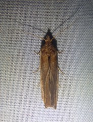 Plusiodonta arctipennis