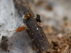 Smarididae