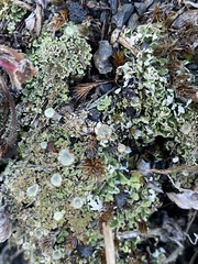 Cladonia chlorophaea