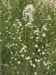 Baccharis sarothroides