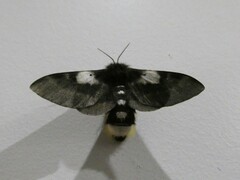 Nataxa flavescens