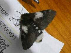 Nataxa flavescens