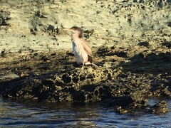 Gulosus aristotelis desmarestii