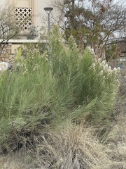 Baccharis sarothroides