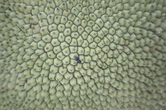 Artocarpus heterophyllus