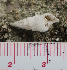 Cerithium