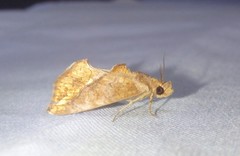 Plusiodonta arctipennis