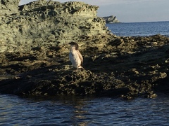 Gulosus aristotelis desmarestii