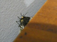 Nataxa flavescens