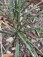 Yucca constricta