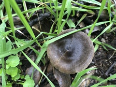 Coprinopsis uliginicola