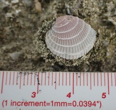 Chione elevata