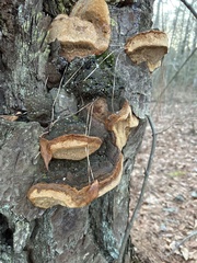 Porodaedalea
