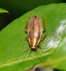 Pseudophyllodromiinae