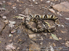 Bothrops jararaca