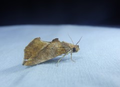 Plusiodonta arctipennis