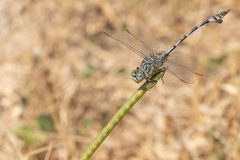 Lindenia tetraphylla
