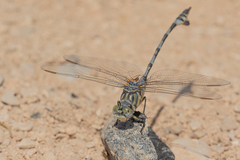 Lindenia tetraphylla