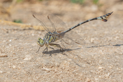 Lindenia tetraphylla